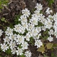 Іберіс вічнозелений Сноубол. (Iberis sempervirens Snowball) Р9 - зображення 2