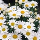 Ромашка Аляска (Leucanthemum Alaska) С2 - зображення 1