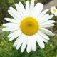 Ромашка Аляска (Leucanthemum Alaska) С2 - зображення 2