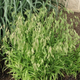Хасмантиум широколисный (Chasmanthium latifolium) С3 - изображение 1