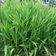 Хасмантиум широколисный (Chasmanthium latifolium) С3 - изображение 2