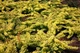Барбарис тунберга Голден Карпет. (Berberis thunbergii Golden Carpet) С3 - изображение 2