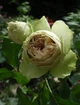 Роза «Лавли Грин» (Lovely Green). Флорибунда - изображение 4