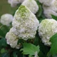 Гортензія дуболиста Тара. (Hydrangea quercifolia Tara) С3 - зображення 5