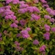 Спірея японська Кріспа. (Spiraea japonica Crispa) С3 - зображення 1