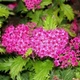 Спірея японська Кріспа. (Spiraea japonica Crispa) С3 - зображення 2