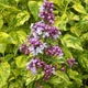 Бузок звичайний Аукубафолія. (Syringa vulgaris Aucubaefolia) С10, 4-річка - зображення 2