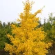 Гінкго Білоба Двохлопотне. (Ginkgo biloba) С3 - зображення 3