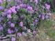 Рододендрон гібридний Грін Гіфт. (Rhododendron hybrid Green Gift) С5 - зображення 3