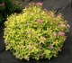 Спірея японська Голден Принцес. (Spiraea japonica Golden Princess) С2 - зображення 3