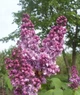 Сирень обыкновенная Президент Пуанкаре. (Syringa vulgaris President Poincare) - изображение 3