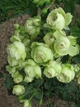 Роза «Лавли Грин» (Lovely Green). Флорибунда - изображение 2
