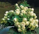 Роза «Лавли Грин» (Lovely Green). Флорибунда - изображение 3