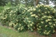 Рододендрон гібридний Професор Шольц. (Rhododendron hybrid Profesor Scholz) С7,5 - зображення 4