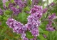 Бузок звичайний Джордж Беллер. (Syringa vulgaris Georges Bellair) - зображення 3