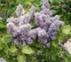 Бузок звичайний Аукубафолія. (Syringa vulgaris Aucubaefolia) - зображення 2