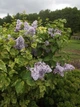 Бузок звичайний Аукубафолія. (Syringa vulgaris Aucubaefolia) ШТАМБ, вис 60-85см - зображення 3