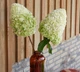 Гортензия метельчатая Геркулес.(Hydrangea paniculata Hercules) С2 - изображение 2