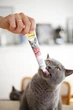 Паста для виведення шерсті Джимкет Gimborn GimCat Malt Soft для котів зі смаком курки 50 г 4002064427201 - зображення 2