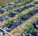 Агроткань Growtex от сорняков 100 г/м2 1.1х25м черная - изображение 3