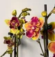 Орхидея (нецветущий подросток) TopDreams Phal 5061 NK261 Phal. Sogo Yellowtris метелик, квіти 5 см, 1.7 (мох) - изображение 3