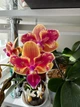 Орхидея (нецветущий подросток) TopDreams Phal 5061 NK261 Phal. Sogo Yellowtris метелик, квіти 5 см, 1.7 (мох) - изображение 6