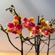 Орхидея (нецветущий подросток) TopDreams Phal 5061 NK261 Phal. Sogo Yellowtris метелик, квіти 5 см, 1.7 (мох) - изображение 10