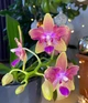 Орхідея (підліток зараз без квітів) TopDreams Phal 5085 Peace Love (Golden Sand) метелик 1.7 (мох) - изображение 2