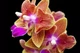 Орхідея (підліток зараз без квітів) TopDreams Phal 5085 Peace Love (Golden Sand) метелик 1.7 (мох) - изображение 7