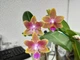 Орхідея (підліток зараз без квітів) TopDreams Phal 5085 Peace Love (Golden Sand) метелик 1.7 (мох) - изображение 8