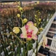 Орхидея (нецветущий подросток) TopDreams фаленопсис Phal 5076 Smile Boy (Green Apple) метелик квіти 7.5 см, висота 35 см, 1.7 (мох) - изображение 15