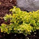 Бересклет Форчуна Емеральд Голд (Euonymus fortunei Emerald 'n' Gold) Р9 - изображение 1