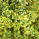 Бересклет Форчуна Емеральд Голд (Euonymus fortunei Emerald 'n' Gold) Р9 - изображение 3