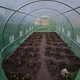 Теплица тунельная Greenhouse 18м2 (600х300х200) - изображение 3