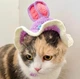 Шапка для кошек и собак "Bunny" Purple Size M - изображение 6