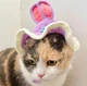 Шапка для кошек и собак "Bunny" Purple Size S - изображение 4