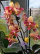 Орхидея (нецветущий подросток) TopDreams Phal 5303 Chi-Yueh Kaleidescope метелик квіти 8 см 1.7 (мох) - изображение 5