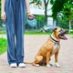 Повідець-рулетка для собак WAUDOG R-leash з контейнером для пакетів, світловідбивна стрічка, L, до 40 кг, 5 м, блакитний - зображення 1