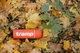 Термос Tramp Soft Touch 1.2 л UTRC-110 Оранжевый (utrc_110_orange) - изображение 4