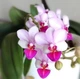 Орхідея (нецвіте підліток) TopDreams Phal. 1155 Liu's Triprince 'Pink' мультифлора, квіти 3 см у розмірі 1.7 (мох) - зображення 1