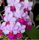 Орхідея (нецвіте підліток) TopDreams Phal. 1155 Liu's Triprince 'Pink' мультифлора, квіти 3 см у розмірі 1.7 (мох) - зображення 6