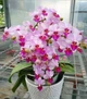 Орхідея (нецвіте підліток) TopDreams Phal. 1155 Liu's Triprince 'Pink' мультифлора, квіти 3 см у розмірі 1.7 (мох) - зображення 7