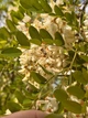 Акація біла насіння (1 г прибл. 50 шт) (Robinia pseudoacacia) робінія звичайна псевдоакація - зображення 2