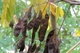 Акація біла насіння (1 г прибл. 50 шт) (Robinia pseudoacacia) робінія звичайна псевдоакація - зображення 5