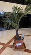 Пальма Dypsis decaryi - изображение 2