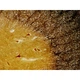 Набір мікропрепаратів Bresser Histology 30 шт (5985000) (931505) - зображення 3