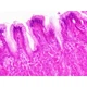 Набір мікропрепаратів Bresser Histology 30 шт (5985000) (931505) - зображення 6