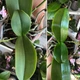 Поліроль (лак) для рослин Perfect Plant 200мл аерозоль - зображення 2