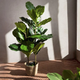 Sztuczna roślina Homla Tropical Zone Figowiec 100 cm (5904183874234) - obraz 4