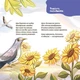 Матусина бібліотечка. Віршенята-загадки для малят - Ю. Пелихова (9786170043092) - изображение 2